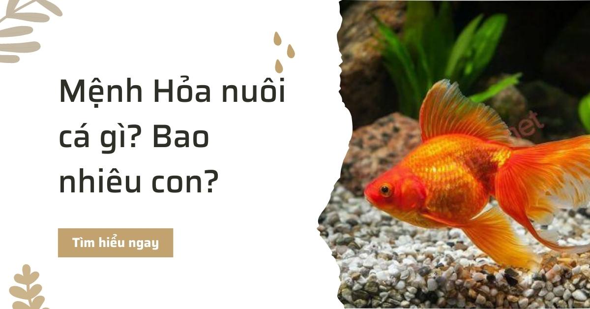 Mệnh hỏa nuôi cá gì bao nhiêu con thì hợp phong thủy
