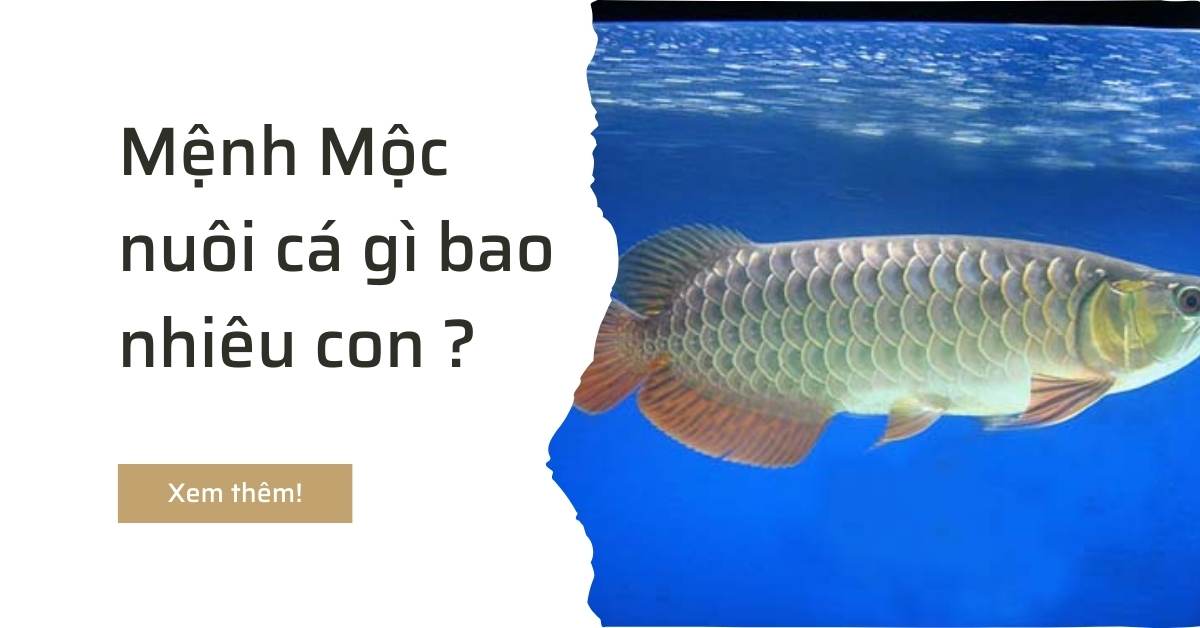 Mệnh Mộc nuôi cá gì bao nhiêu con