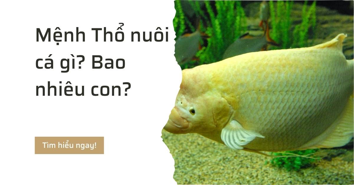 Mệnh Thổ nuôi cá gì? Bao nhiêu con?
