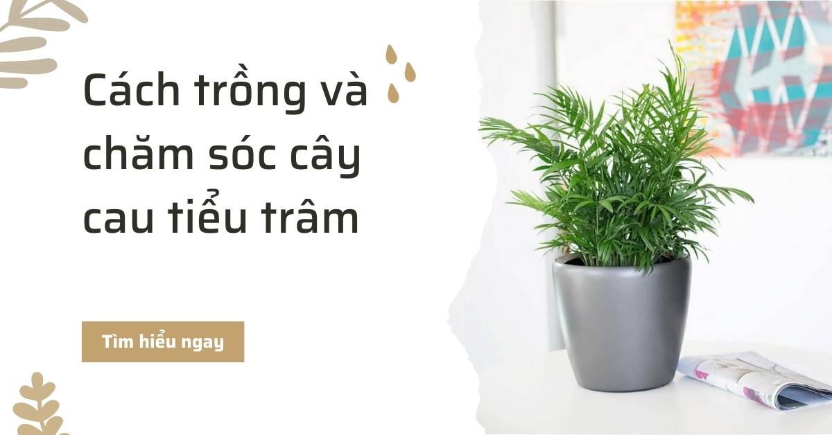 Ý nghĩa, cách trồng và chăm sóc cây cau tiểu trâm
