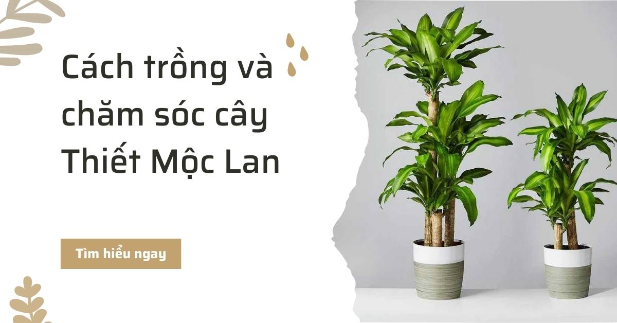 Cách trồng và chăm sóc cây thiết mộc lan