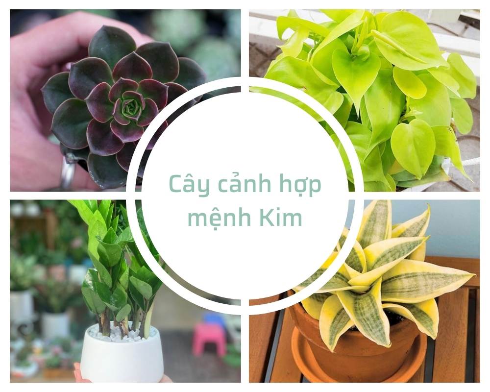 Cây cảnh hợp mệnh Kim