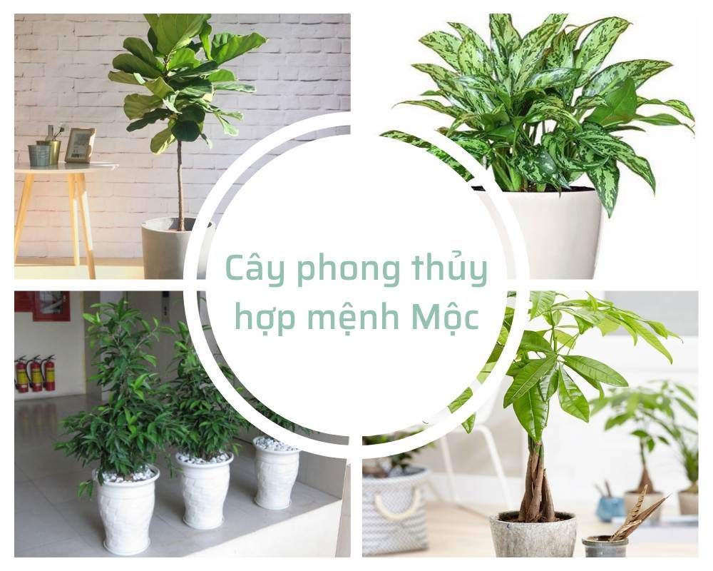 Cây cảnh phong thủy hợp mệnh Mộc