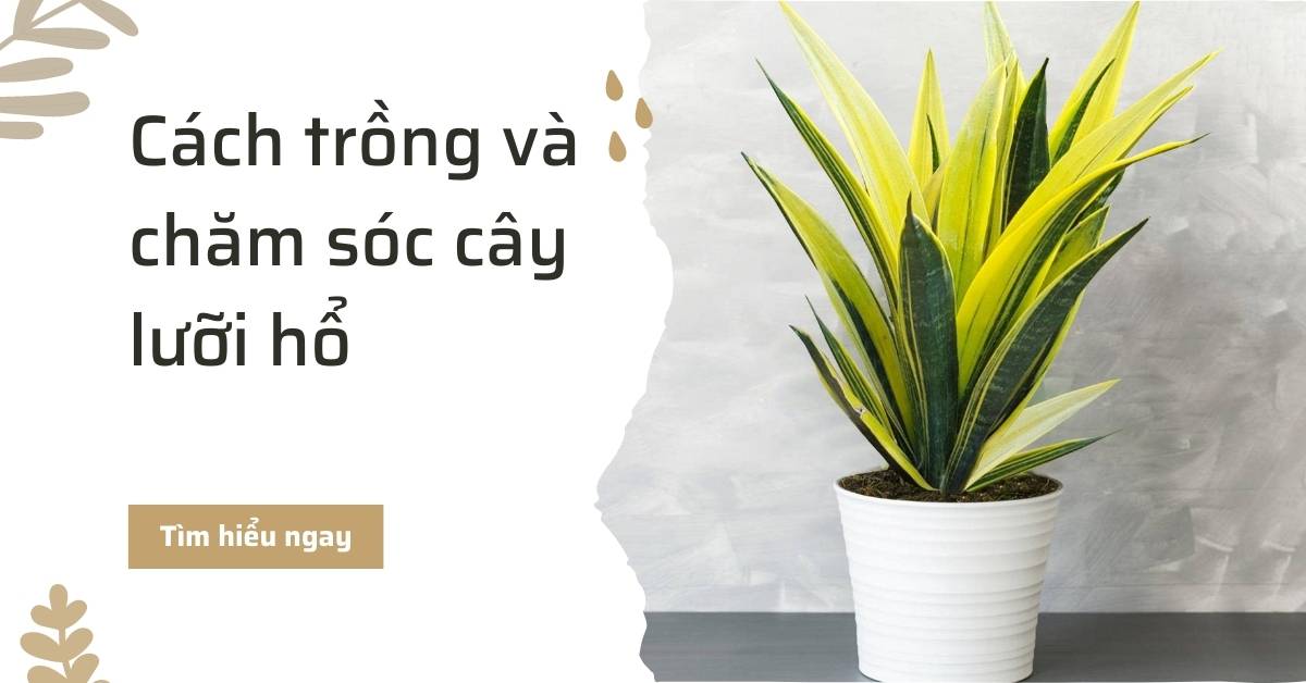 Cách trồng và chăm sóc cây lưỡi hổ