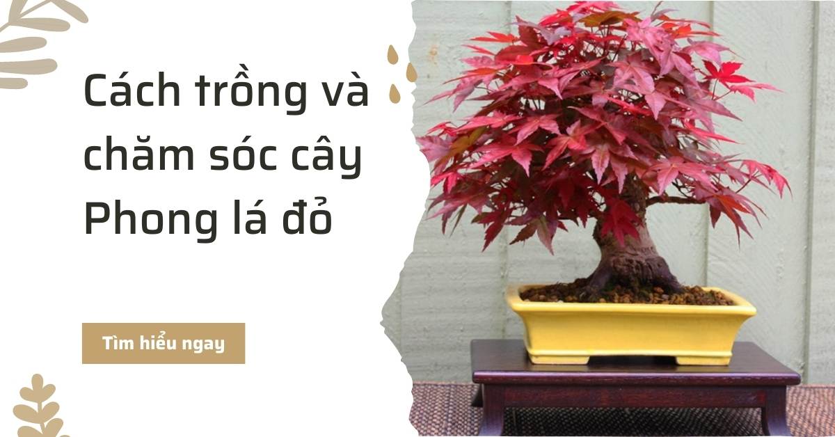 Cách trồng và chăm sóc cây phong lá đỏ