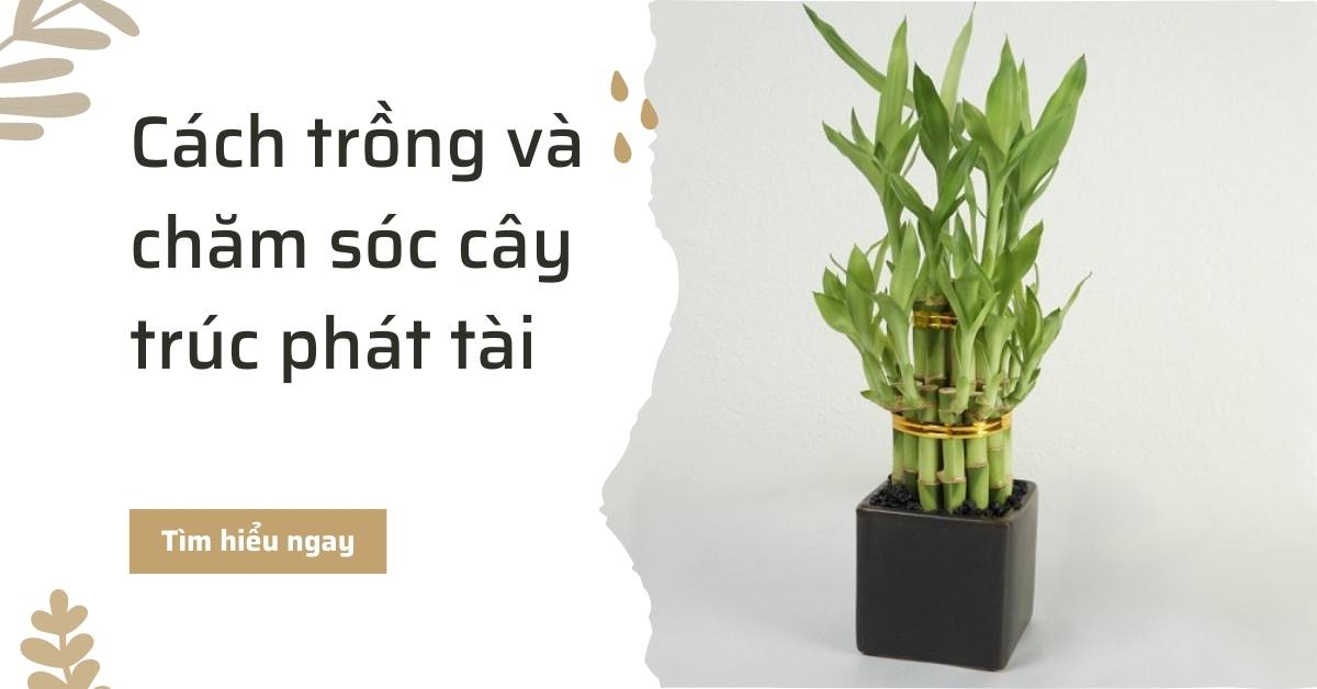 Cách trồng và chăm sóc cây trúc phát tài