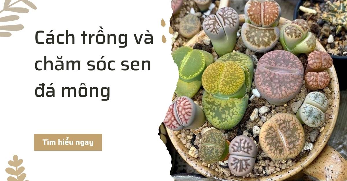 Cách trồng và chăm sóc cây sen đá mông