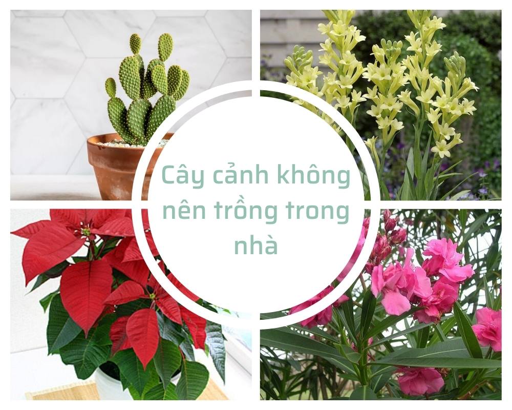 Cây cảnh không nên trồng trong nhà