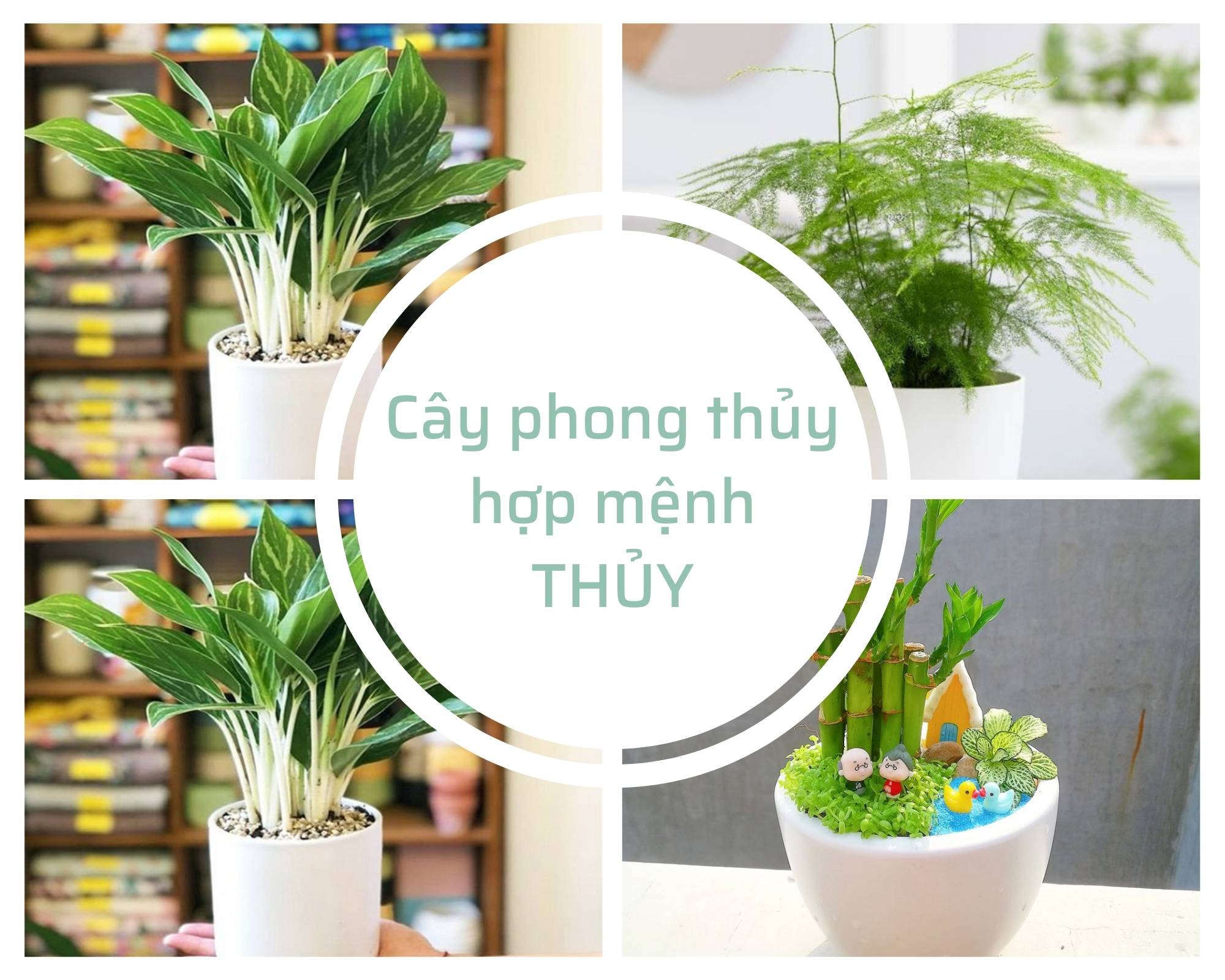 Cây cảnh phong thủy để bàn làm việc hợp mệnh Thủy