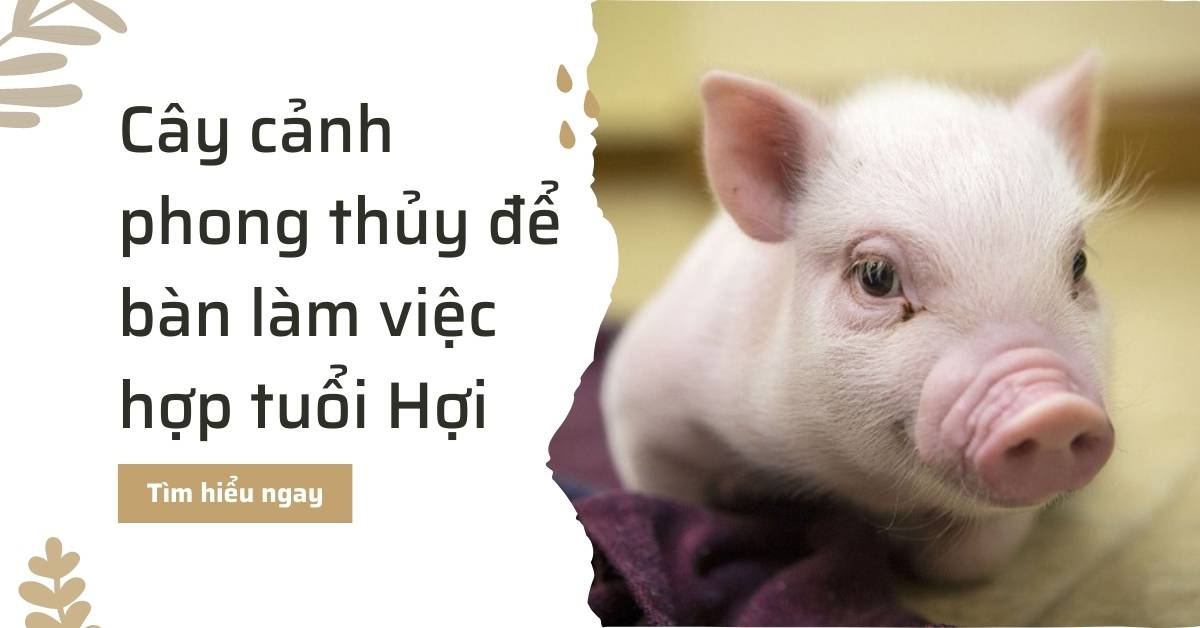Chọn cây phong thủy để bàn làm việc hợp tuổi Hợi