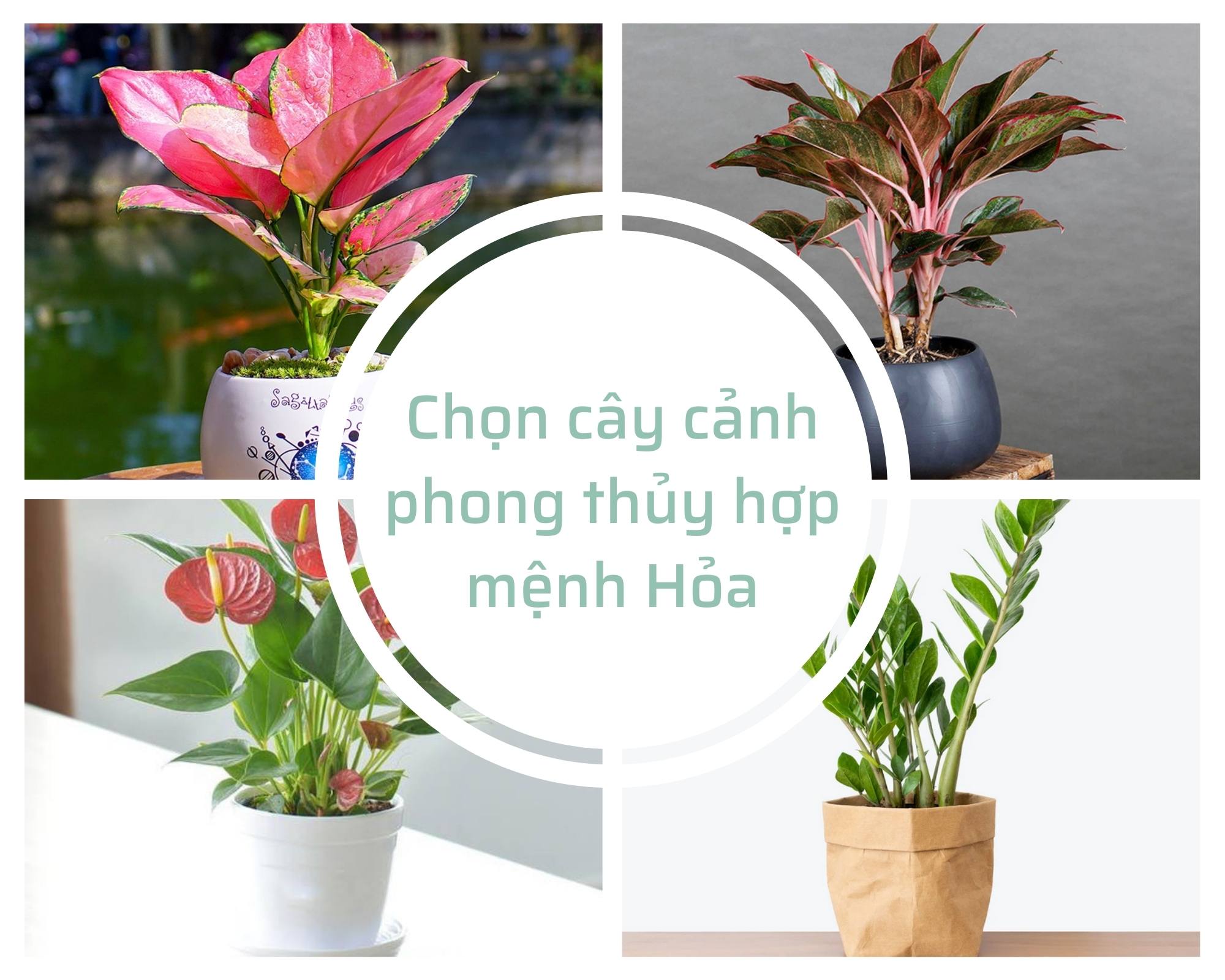 Bí quyết số 1 khi chọn cây cảnh phong thủy hợp mệnh Hỏa