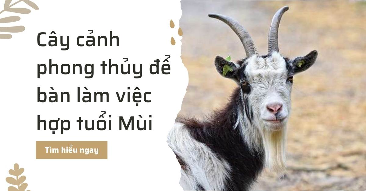 Cây cảnh để bàn làm việc hợp tuổi Mùi