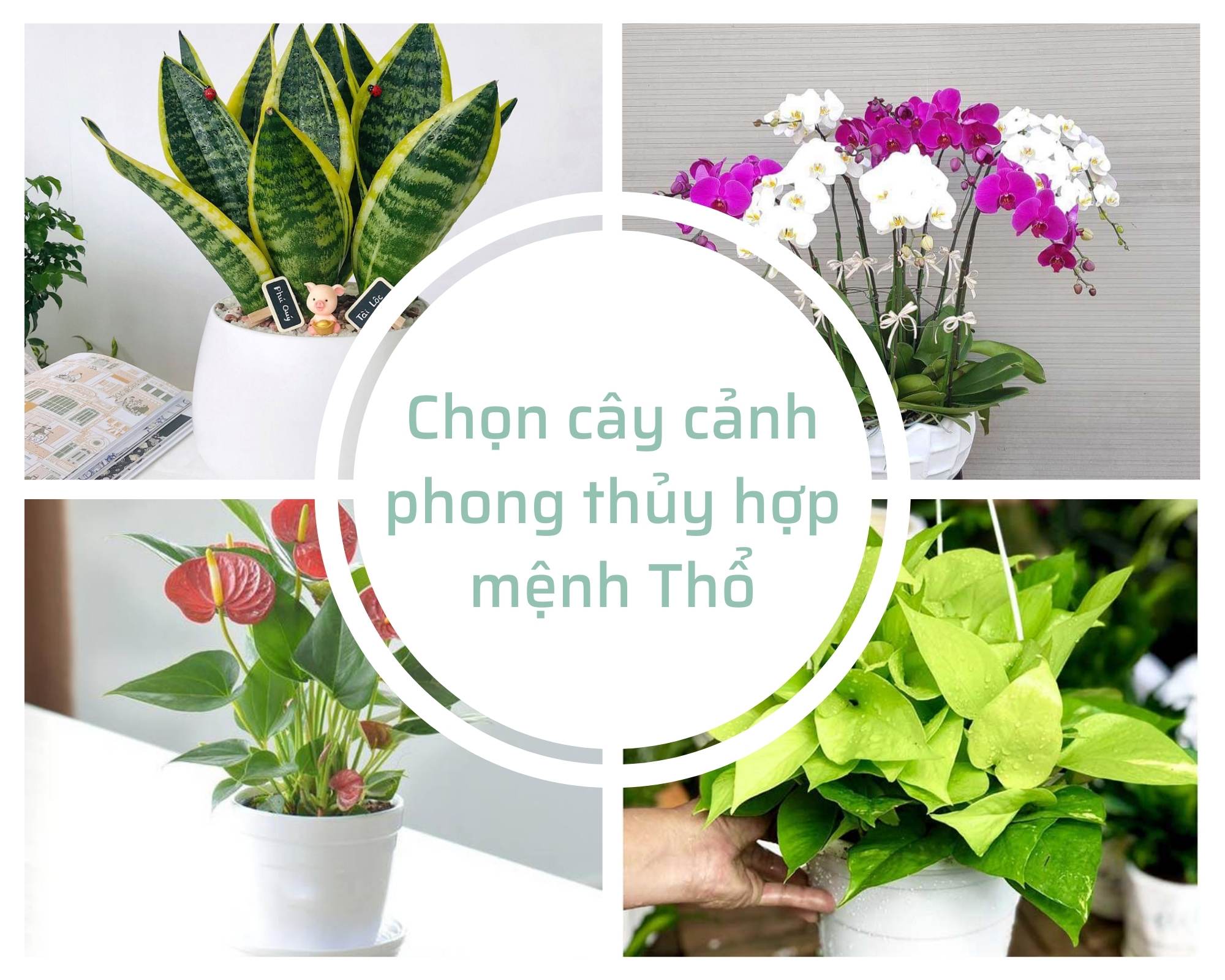 Bí quyết chọn cây cảnh phong thủy hợp mệnh Thổ